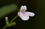 Looseflower waterwillow